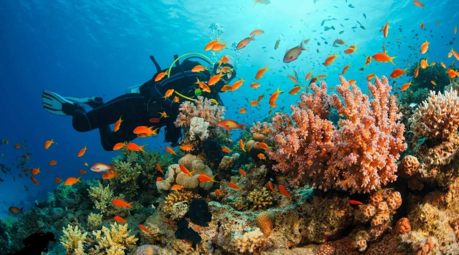 The Ultimate Guide to the World’s Most Stunning Scuba Diving Destinations
